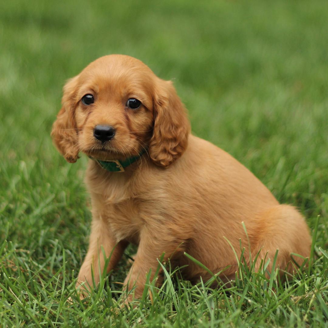 puppy, for, sale, Mini Golden Retriever, Marvin  S. Stoltzfus, dog, breeder, New Holland, PA, dog-breeder, puppy-for-sale, forsale, nearby, find, puppyfind, locator, puppylocator, aca