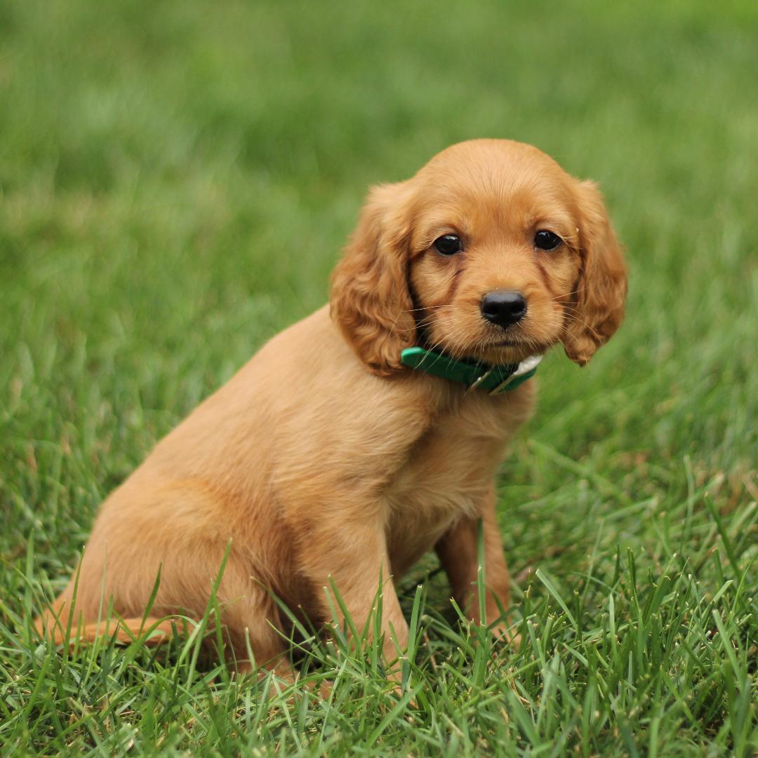 puppy, for, sale, Mini Golden Retriever, Marvin  S. Stoltzfus, dog, breeder, New Holland, PA, dog-breeder, puppy-for-sale, forsale, nearby, find, puppyfind, locator, puppylocator, aca