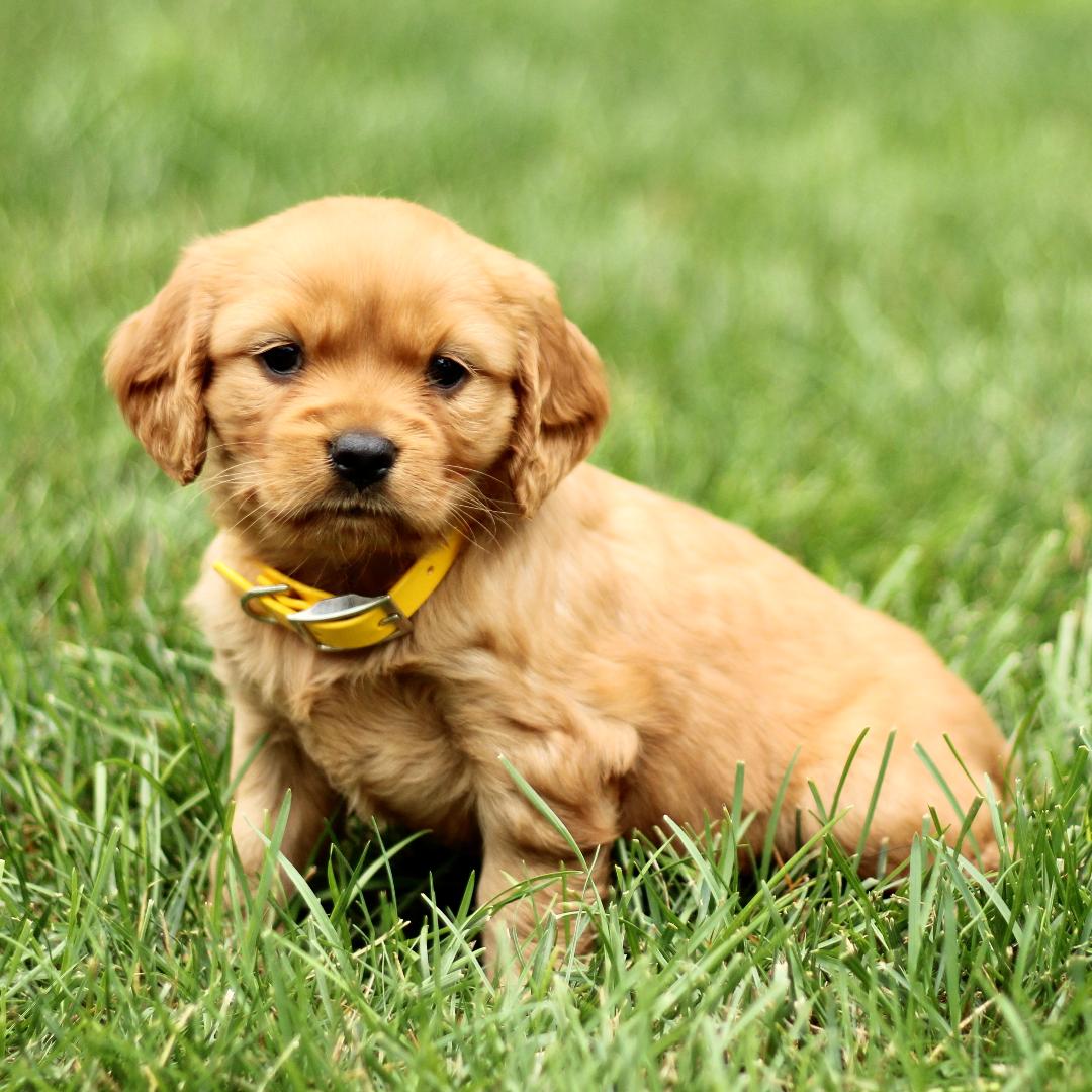 puppy, for, sale, Mini Golden Retriever, Marvin  S. Stoltzfus, dog, breeder, New Holland, PA, dog-breeder, puppy-for-sale, forsale, nearby, find, puppyfind, locator, puppylocator, aca