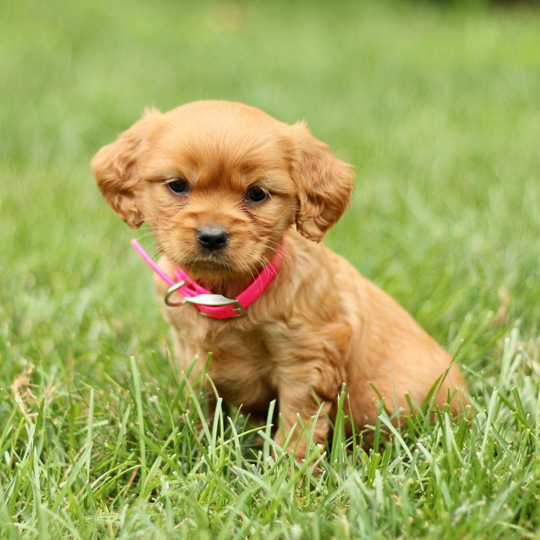 puppy, for, sale, Mini Golden Retriever, Marvin  S. Stoltzfus, dog, breeder, New Holland, PA, dog-breeder, puppy-for-sale, forsale, nearby, find, puppyfind, locator, puppylocator, aca