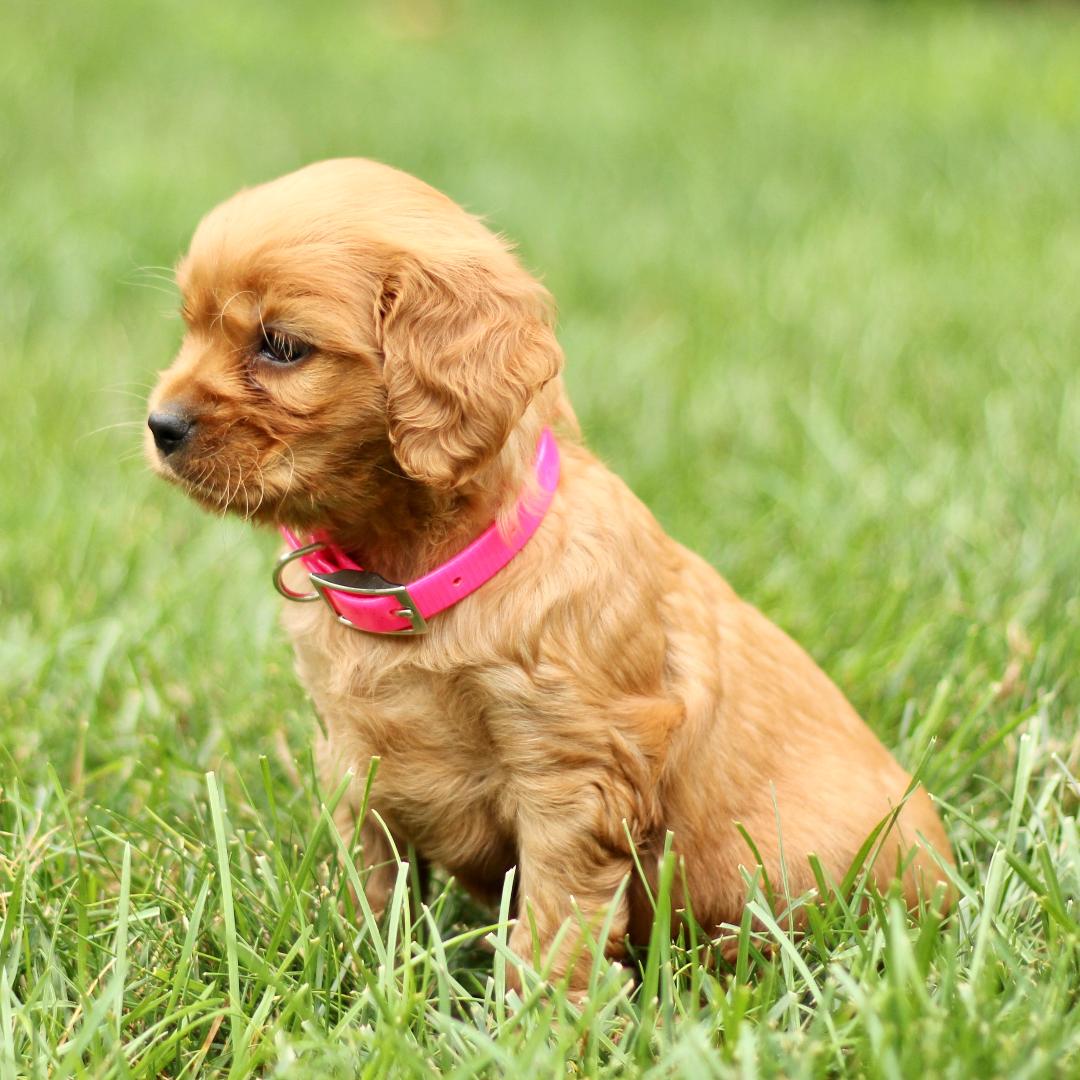 puppy, for, sale, Mini Golden Retriever, Marvin  S. Stoltzfus, dog, breeder, New Holland, PA, dog-breeder, puppy-for-sale, forsale, nearby, find, puppyfind, locator, puppylocator, aca