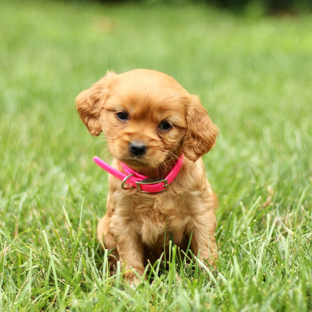 puppy, for, sale, Mini Golden Retriever, Marvin  S. Stoltzfus, dog, breeder, New Holland, PA, dog-breeder, puppy-for-sale, forsale, nearby, find, puppyfind, locator, puppylocator, aca