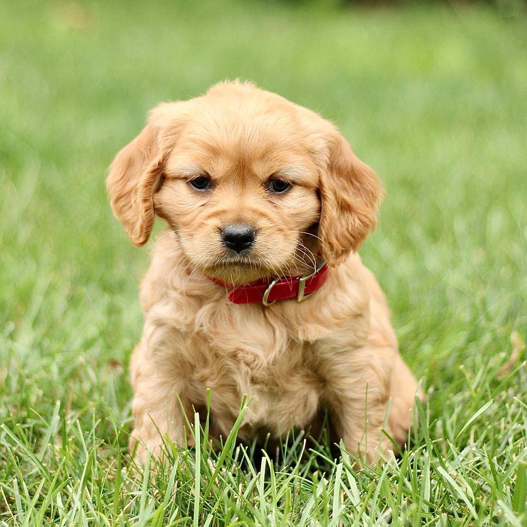 puppy, for, sale, Mini Golden Retriever, Marvin  S. Stoltzfus, dog, breeder, New Holland, PA, dog-breeder, puppy-for-sale, forsale, nearby, find, puppyfind, locator, puppylocator, aca