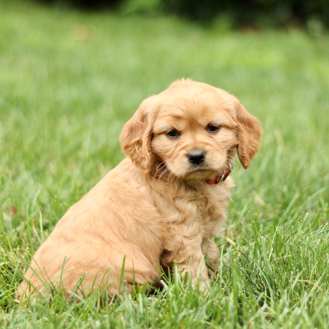 puppy, for, sale, Mini Golden Retriever, Marvin  S. Stoltzfus, dog, breeder, New Holland, PA, dog-breeder, puppy-for-sale, forsale, nearby, find, puppyfind, locator, puppylocator, aca