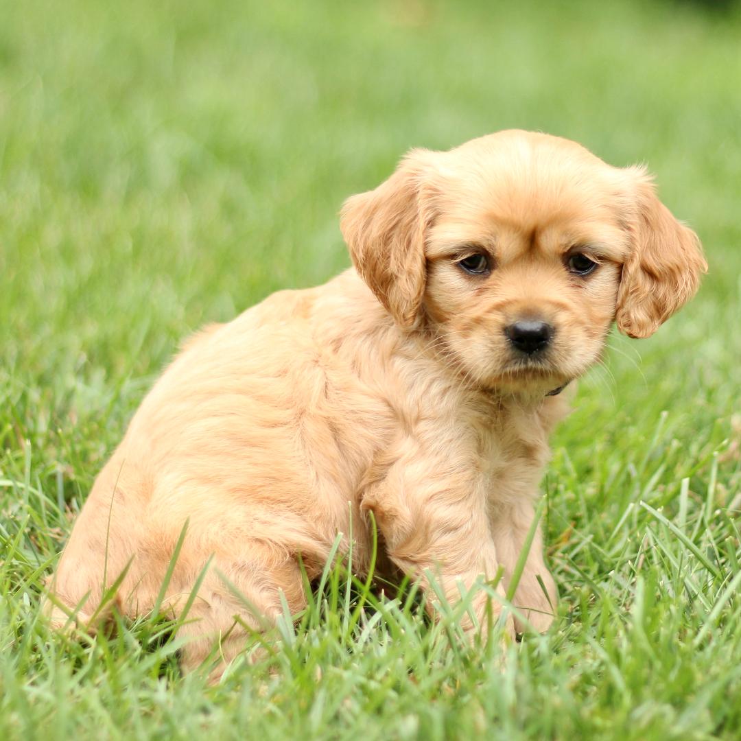 puppy, for, sale, Mini Golden Retriever, Marvin  S. Stoltzfus, dog, breeder, New Holland, PA, dog-breeder, puppy-for-sale, forsale, nearby, find, puppyfind, locator, puppylocator, aca