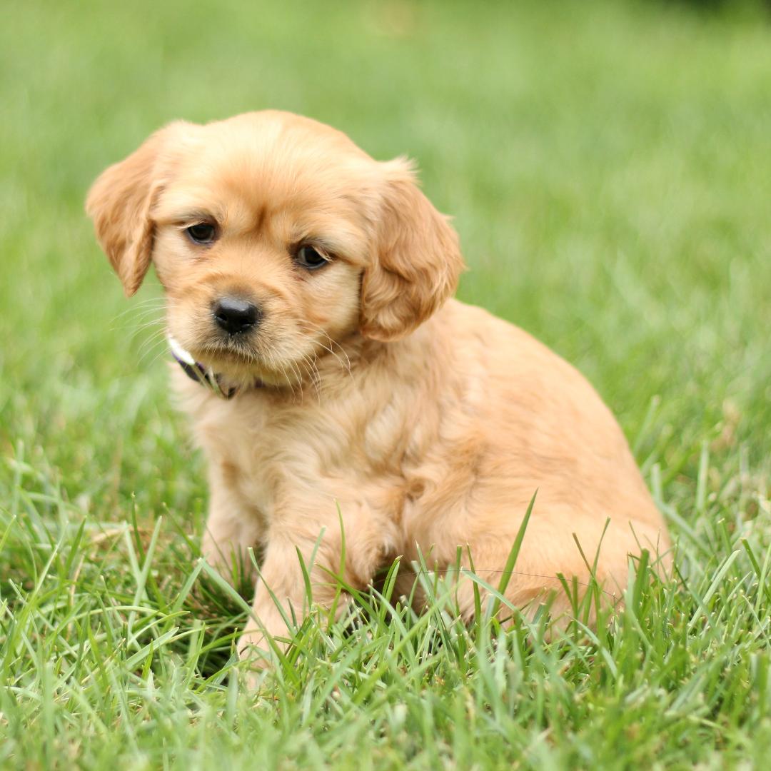 puppy, for, sale, Mini Golden Retriever, Marvin  S. Stoltzfus, dog, breeder, New Holland, PA, dog-breeder, puppy-for-sale, forsale, nearby, find, puppyfind, locator, puppylocator, aca