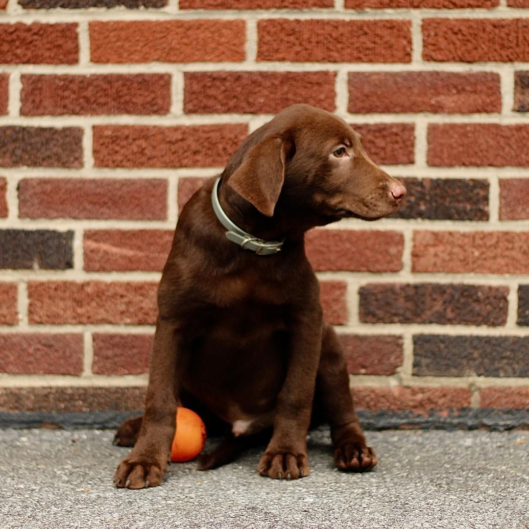 puppy, for, sale, Labrador Retriever, Marvin  S. Stoltzfus, dog, breeder, New Holland, PA, dog-breeder, puppy-for-sale, forsale, nearby, find, puppyfind, locator, puppylocator, aca