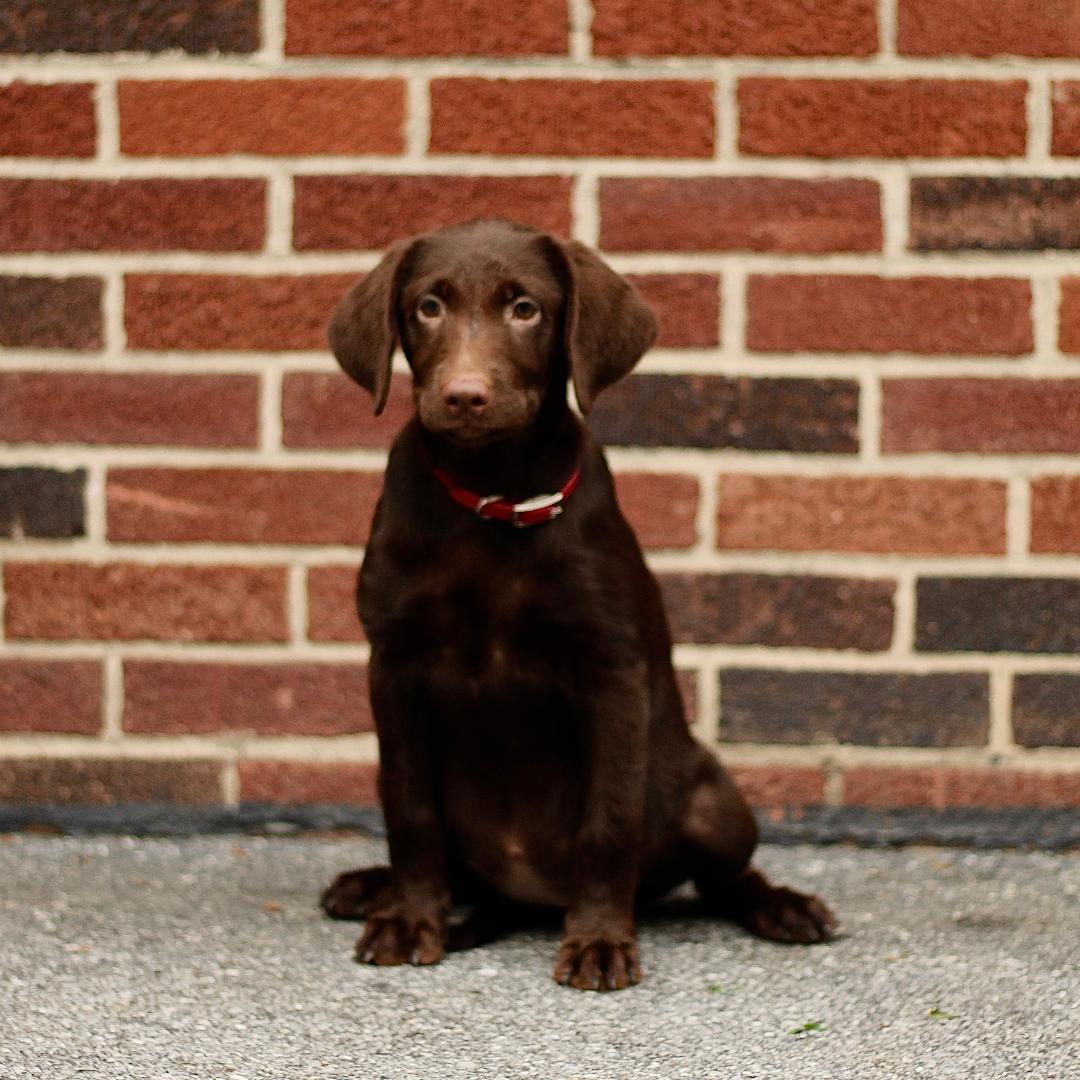 puppy, for, sale, Labrador Retriever, Marvin  S. Stoltzfus, dog, breeder, New Holland, PA, dog-breeder, puppy-for-sale, forsale, nearby, find, puppyfind, locator, puppylocator, aca