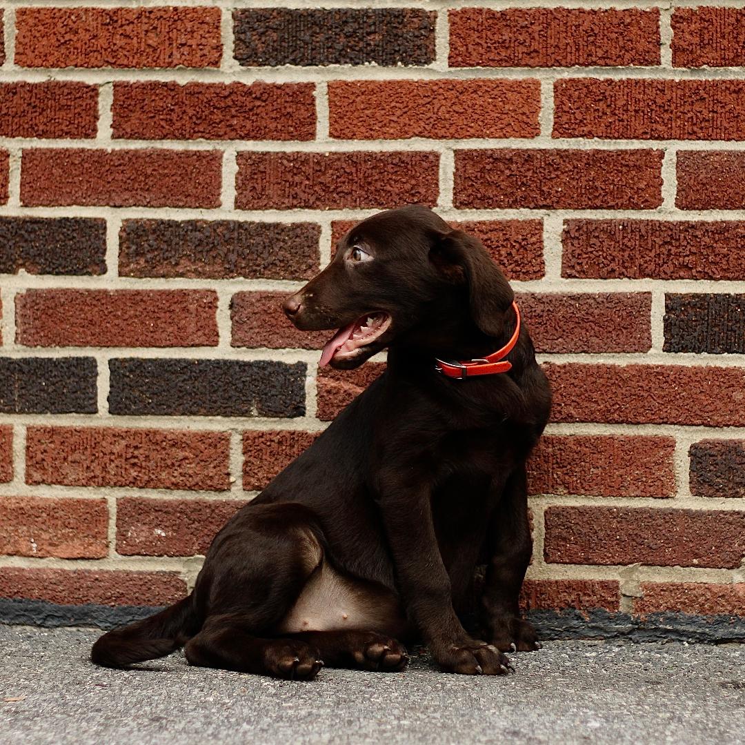 puppy, for, sale, Labrador Retriever, Marvin  S. Stoltzfus, dog, breeder, New Holland, PA, dog-breeder, puppy-for-sale, forsale, nearby, find, puppyfind, locator, puppylocator, aca